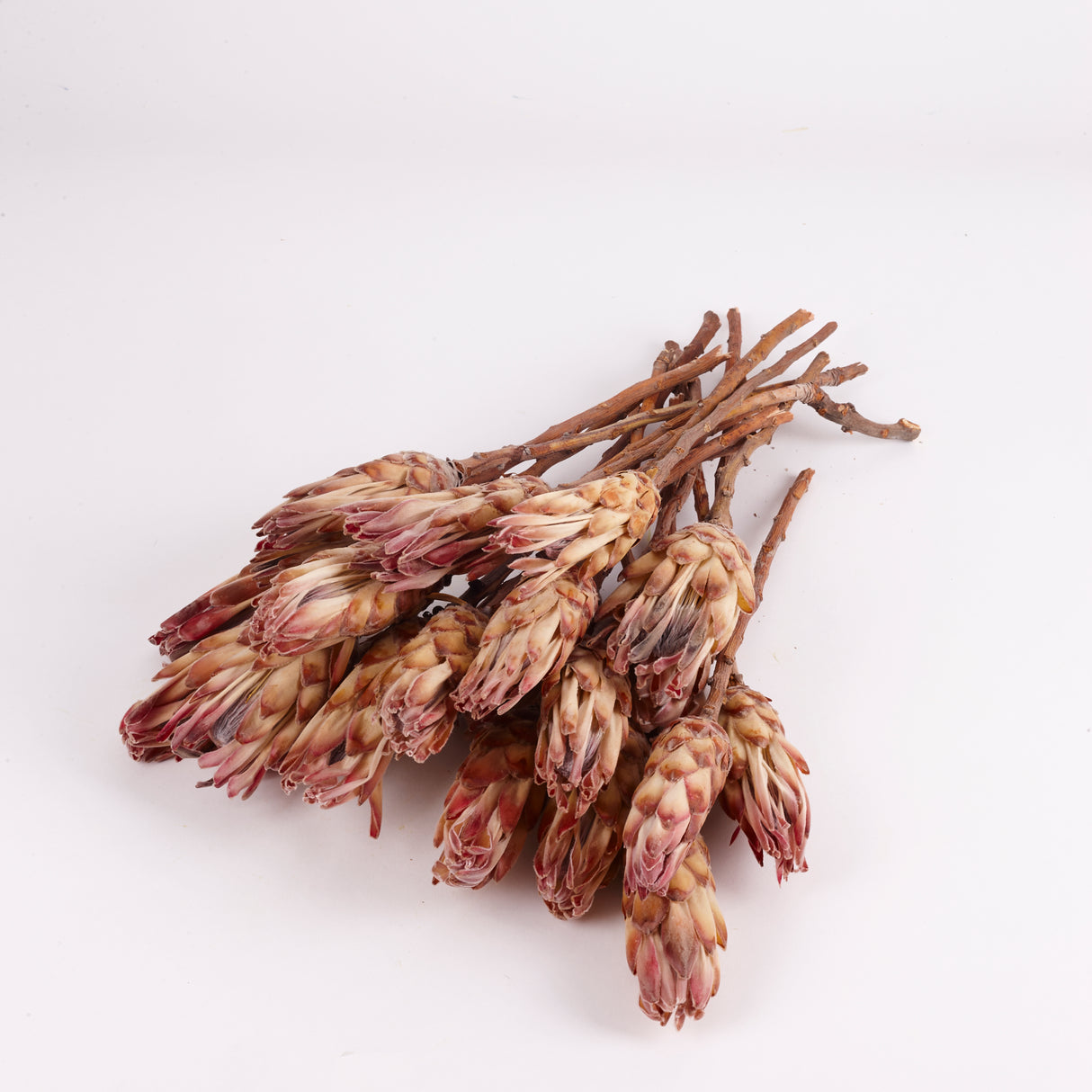 Protea compacta, Dried, Natural Pink, Bunch x 20 Stems