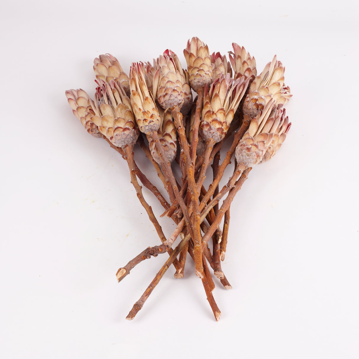 Protea compacta, Dried, Natural Pink, Bunch x 20 Stems