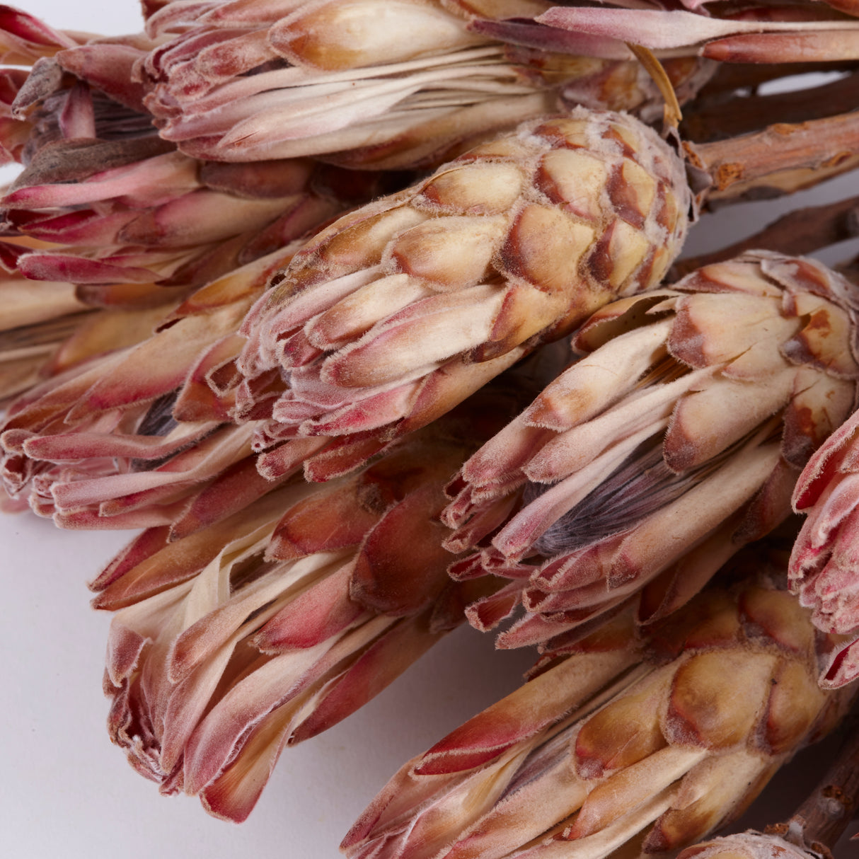 Protea compacta, Dried, Natural Pink, Bunch x 20 Stems