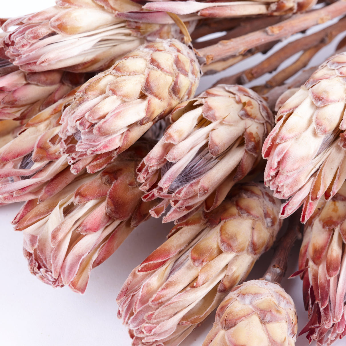 Protea compacta, Dried, Natural Pink, Bunch x 20 Stems