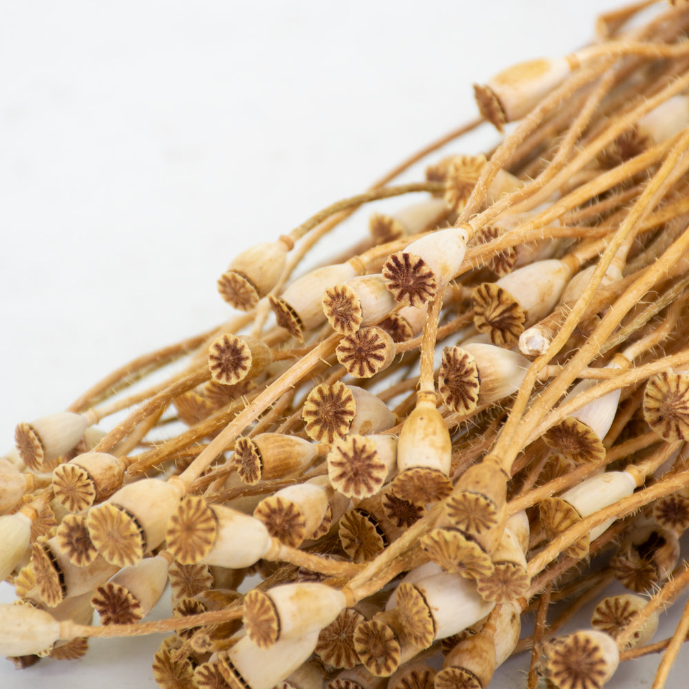 Dried Mini Papaver (Poppy Heads) Natural.