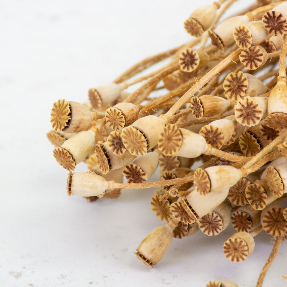 Dried Mini Papaver (Poppy Heads) Natural.