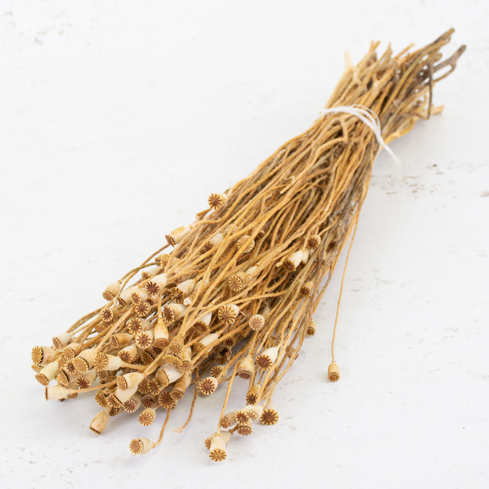 Dried Mini Papaver (Poppy Heads) Natural.