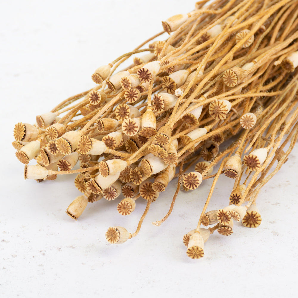 Dried Mini Papaver (Poppy Heads) Natural.