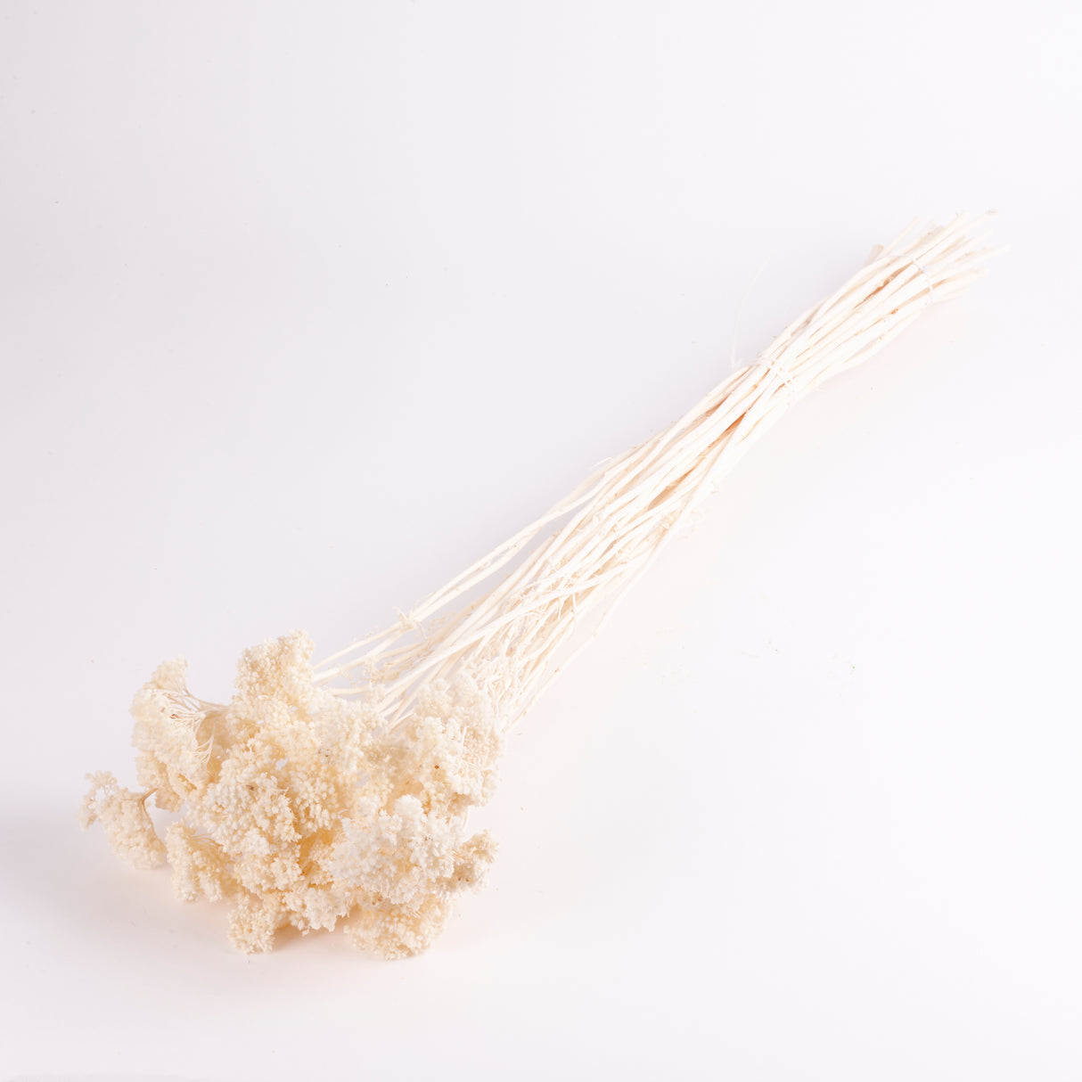 Achillea Parker, Small, Bleached White, 70cm