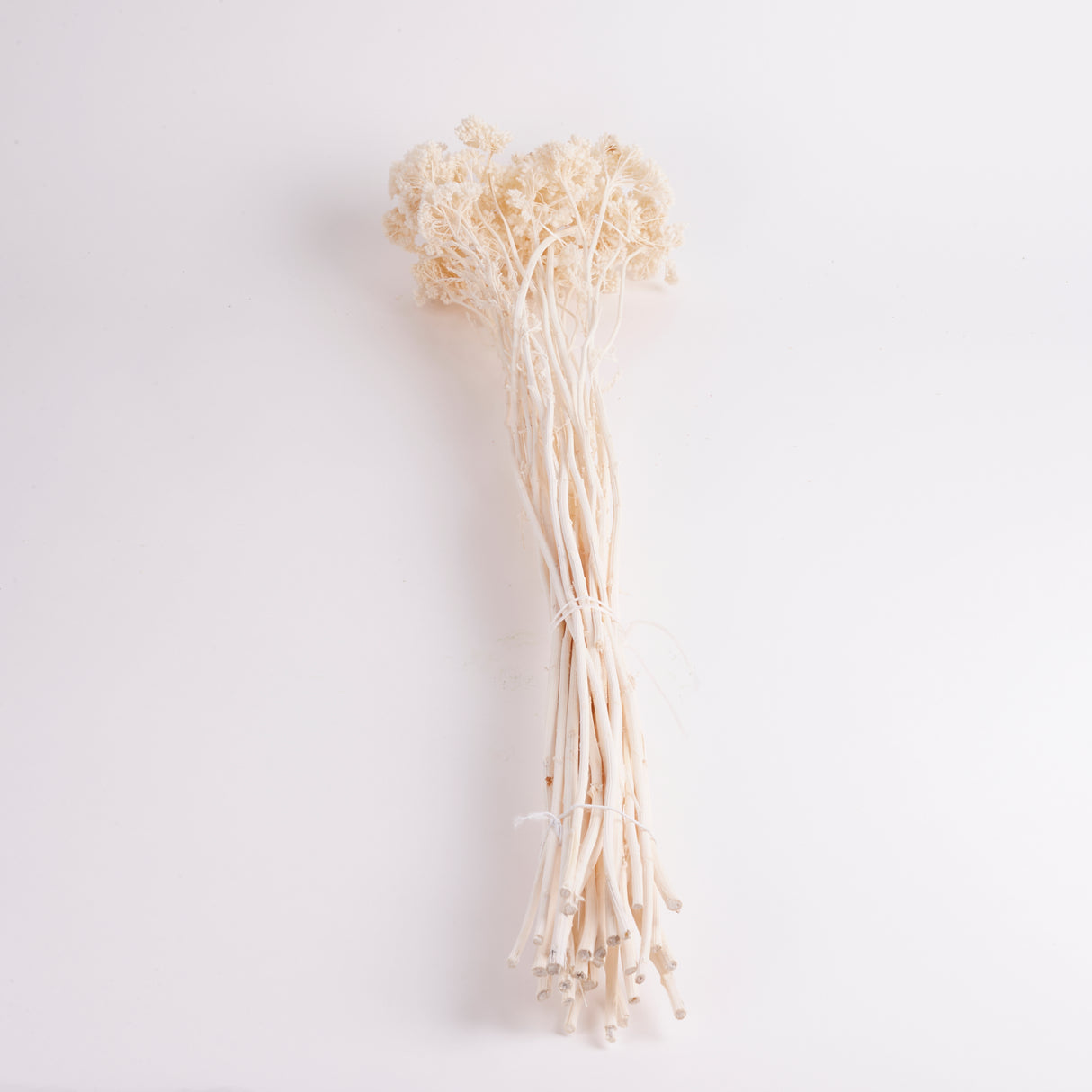 Achillea Parker, Small, Bleached White, 70cm