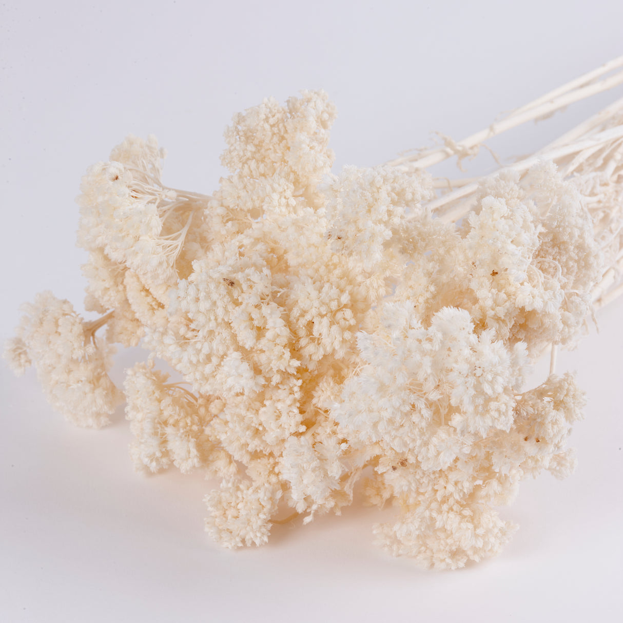 Achillea Parker, Small, Bleached White, 70cm