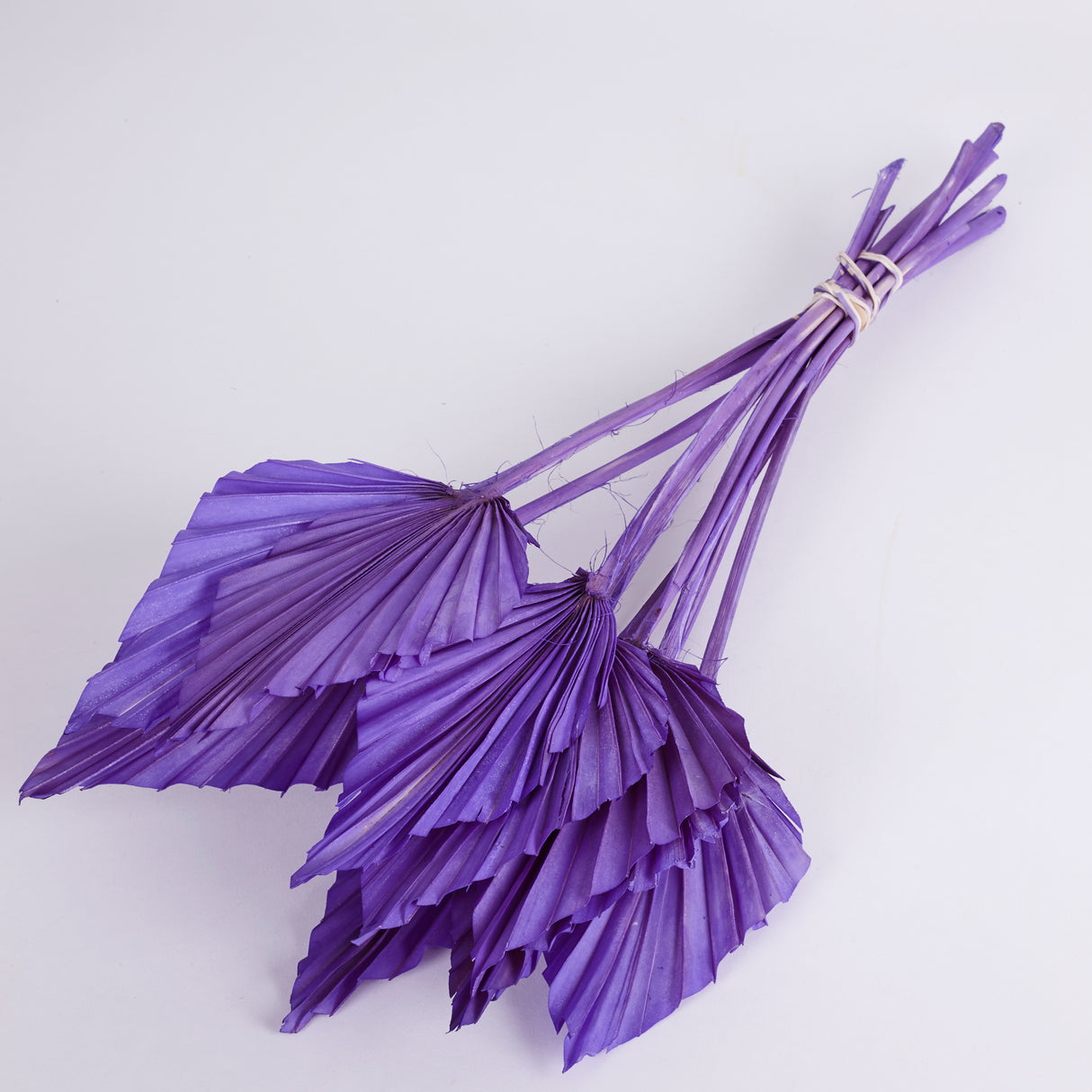Palm Spear, Violet, Bunch x 10