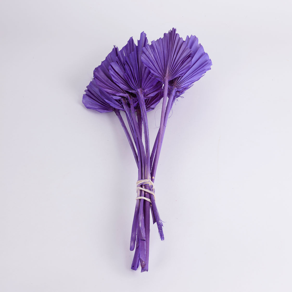 Palm Spear, Violet, Bunch x 10