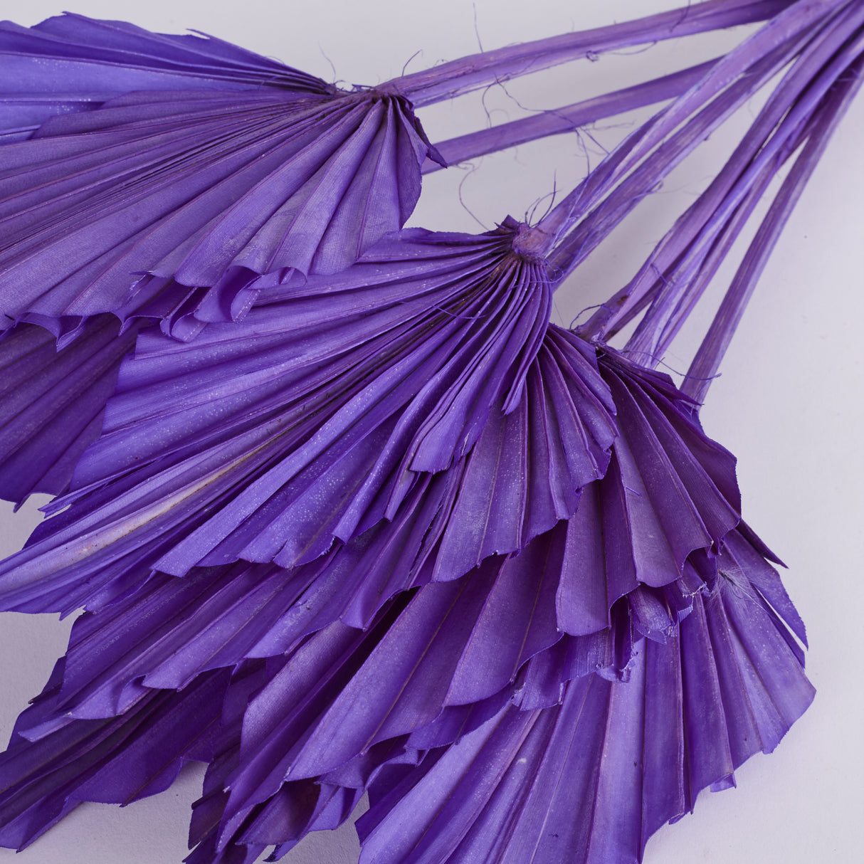 Palm Spear, Violet, Bunch x 10