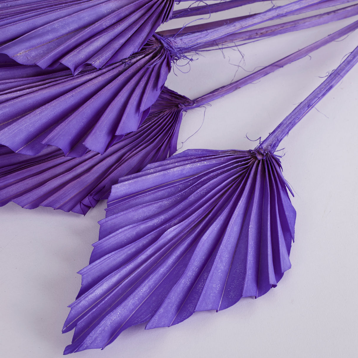 Palm Spear, Violet, Bunch x 10