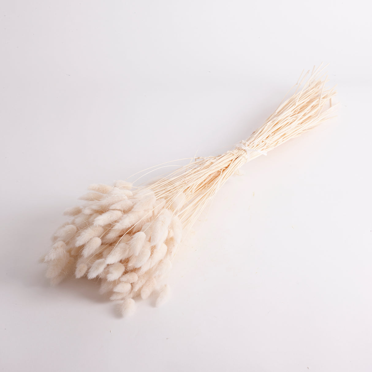 Lagurus ovatus, (Bunny Tails), Bleached, 70cm
