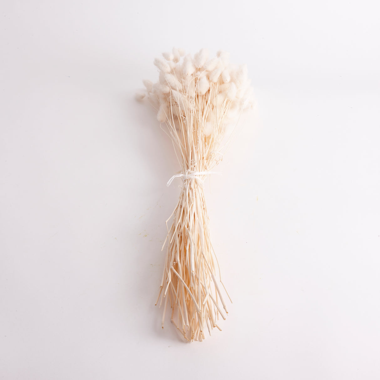 Lagurus ovatus, (Bunny Tails), Bleached, 70cm