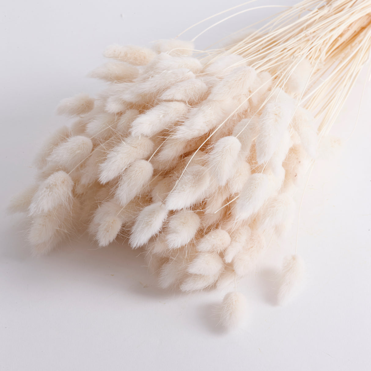 Lagurus ovatus, (Bunny Tails), Bleached, 70cm