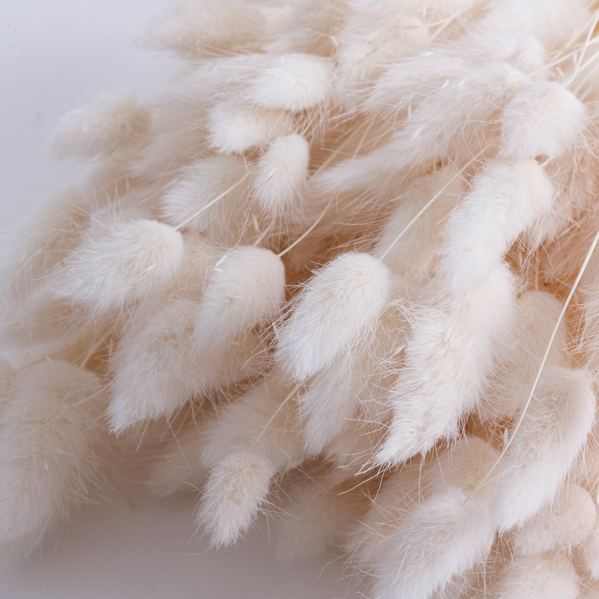 Lagurus ovatus, (Bunny Tails), Bleached, 70cm