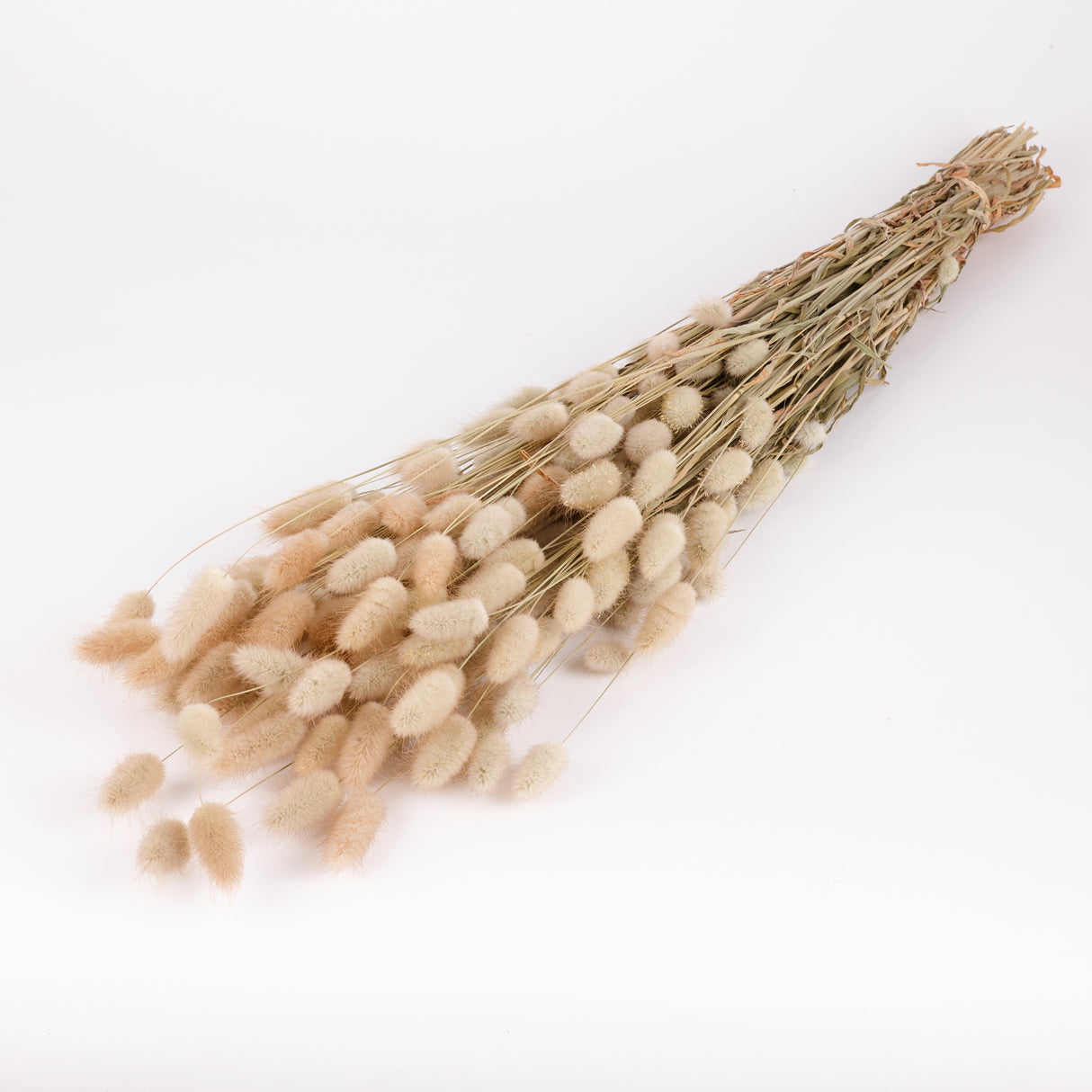 Lagurus, Natural, 70cm Bunch