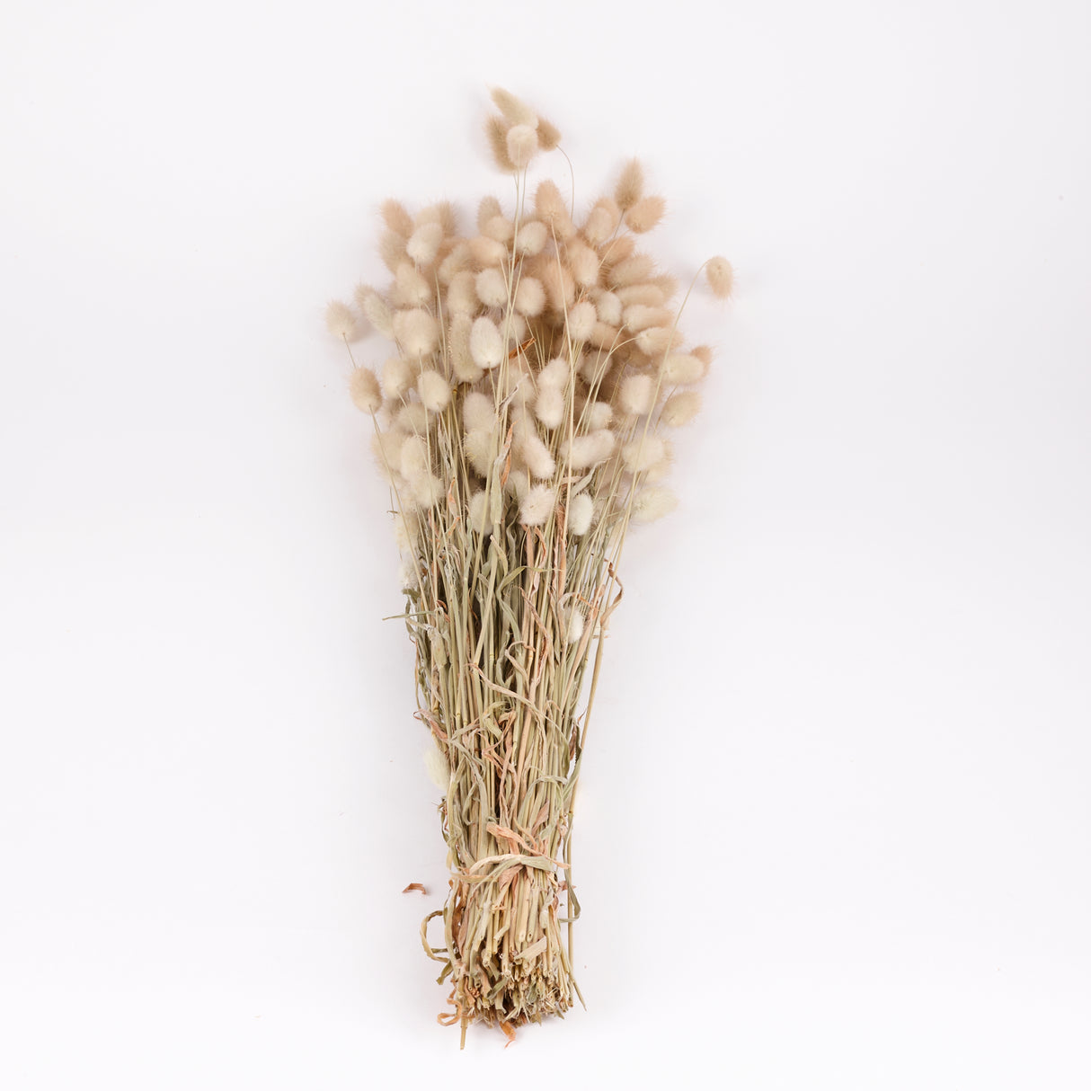 Lagurus, Natural, 70cm Bunch