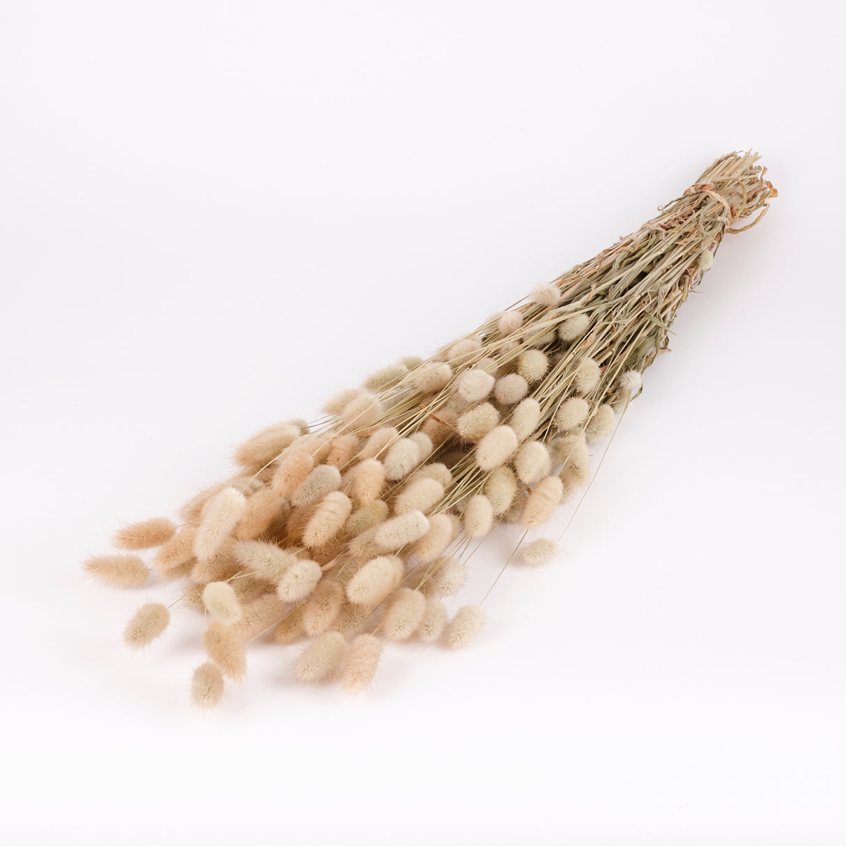 Lagurus, Natural, 70cm Bunch