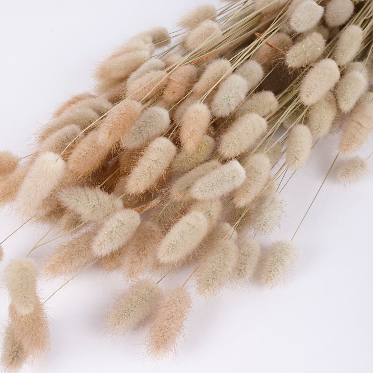 Lagurus, Natural, 70cm Bunch