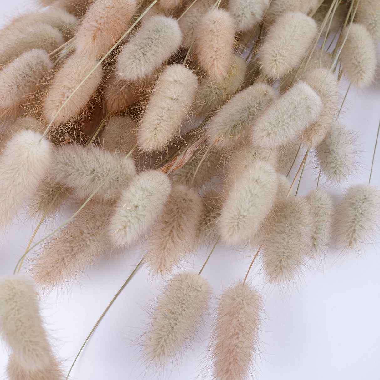Lagurus, Natural, 70cm Bunch