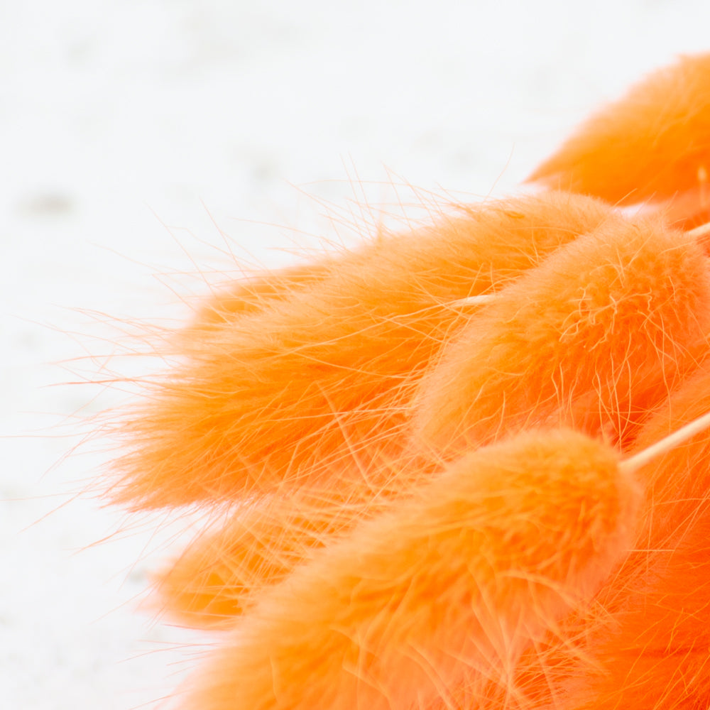 Lagurus, Pastel Peach, Bunch, 65cm