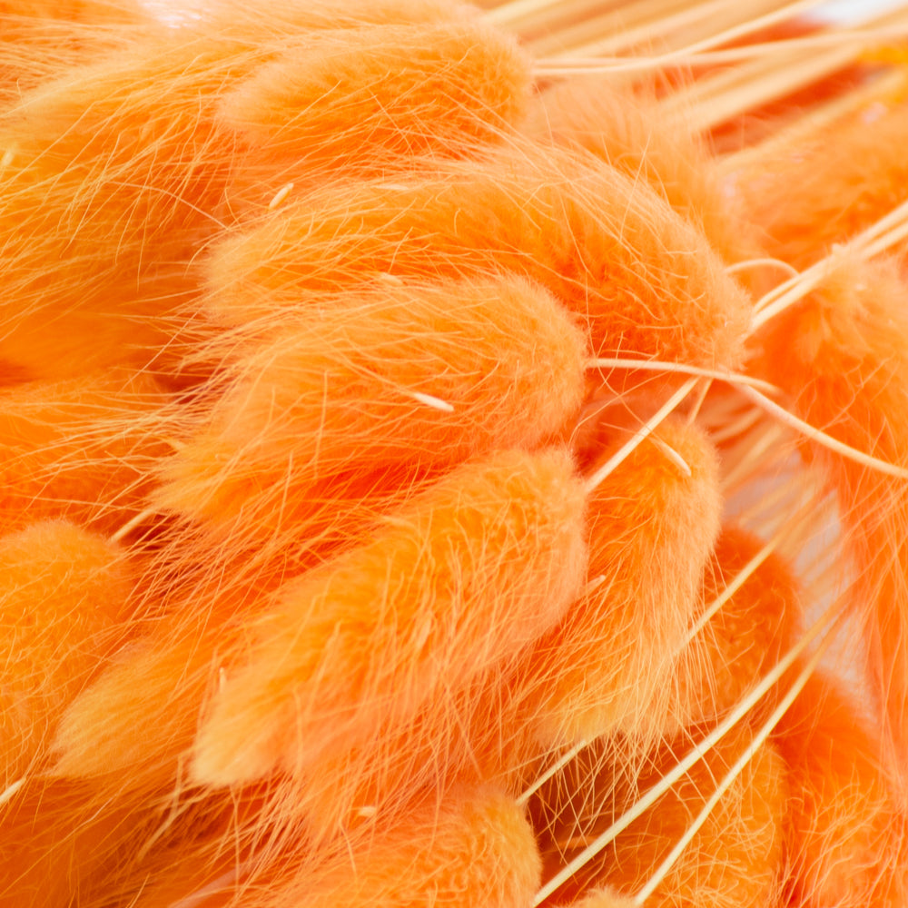 Lagurus, Pastel Peach, Bunch, 65cm