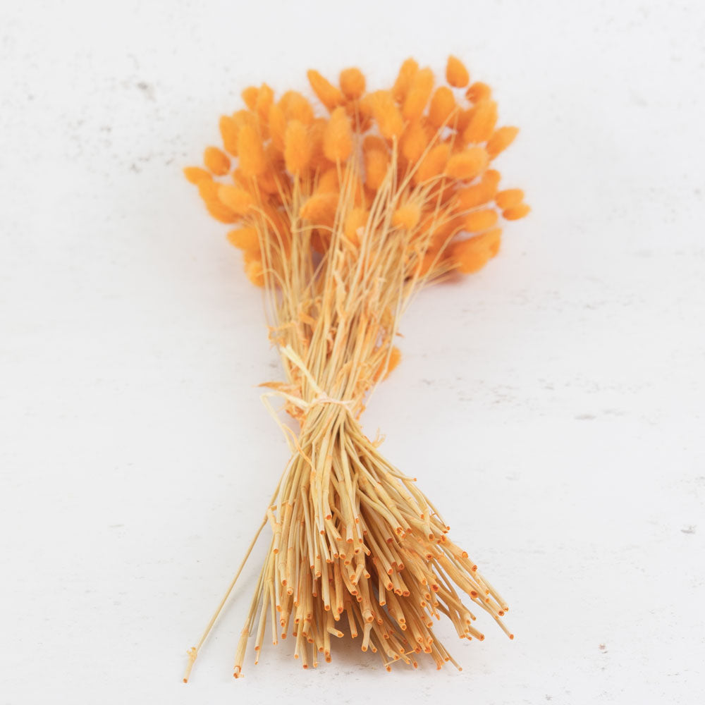 Lagurus ovatus, (Bunny Tails), Orange, 65cm