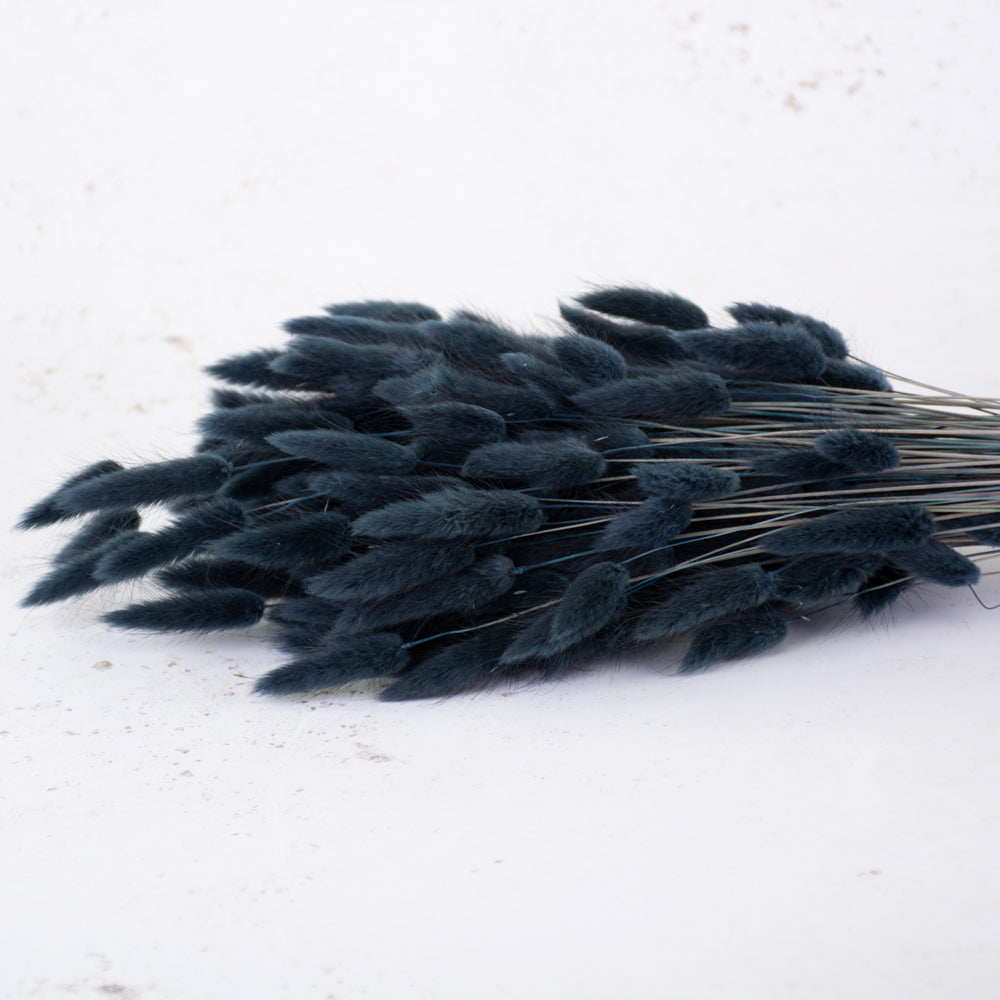 Lagurus ovatus, (Bunny Tails), Dried, Black, 65cm