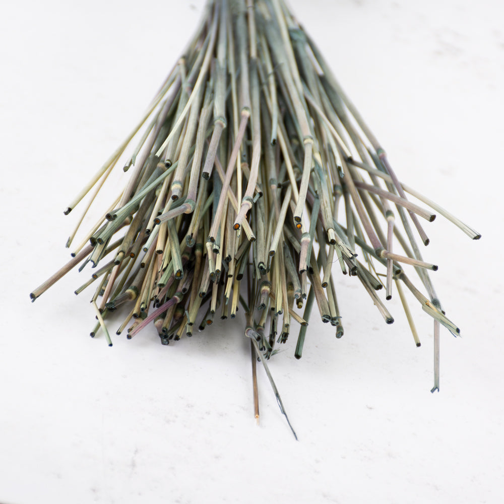 Lagurus ovatus, (Bunny Tails), Dried, Black, 65cm