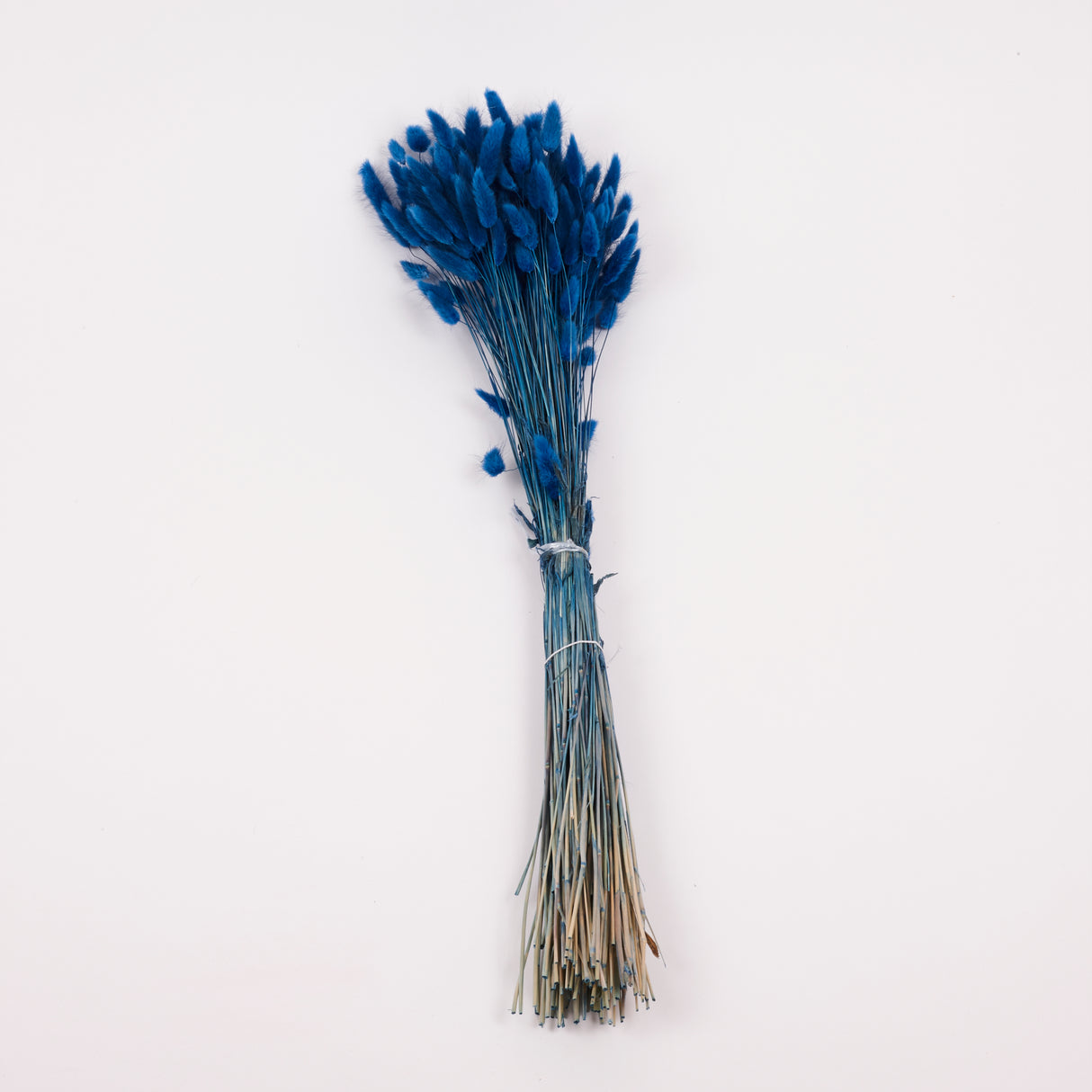 Lagurus ovatus, (Bunny Tails), Dried, Blue, 70cm