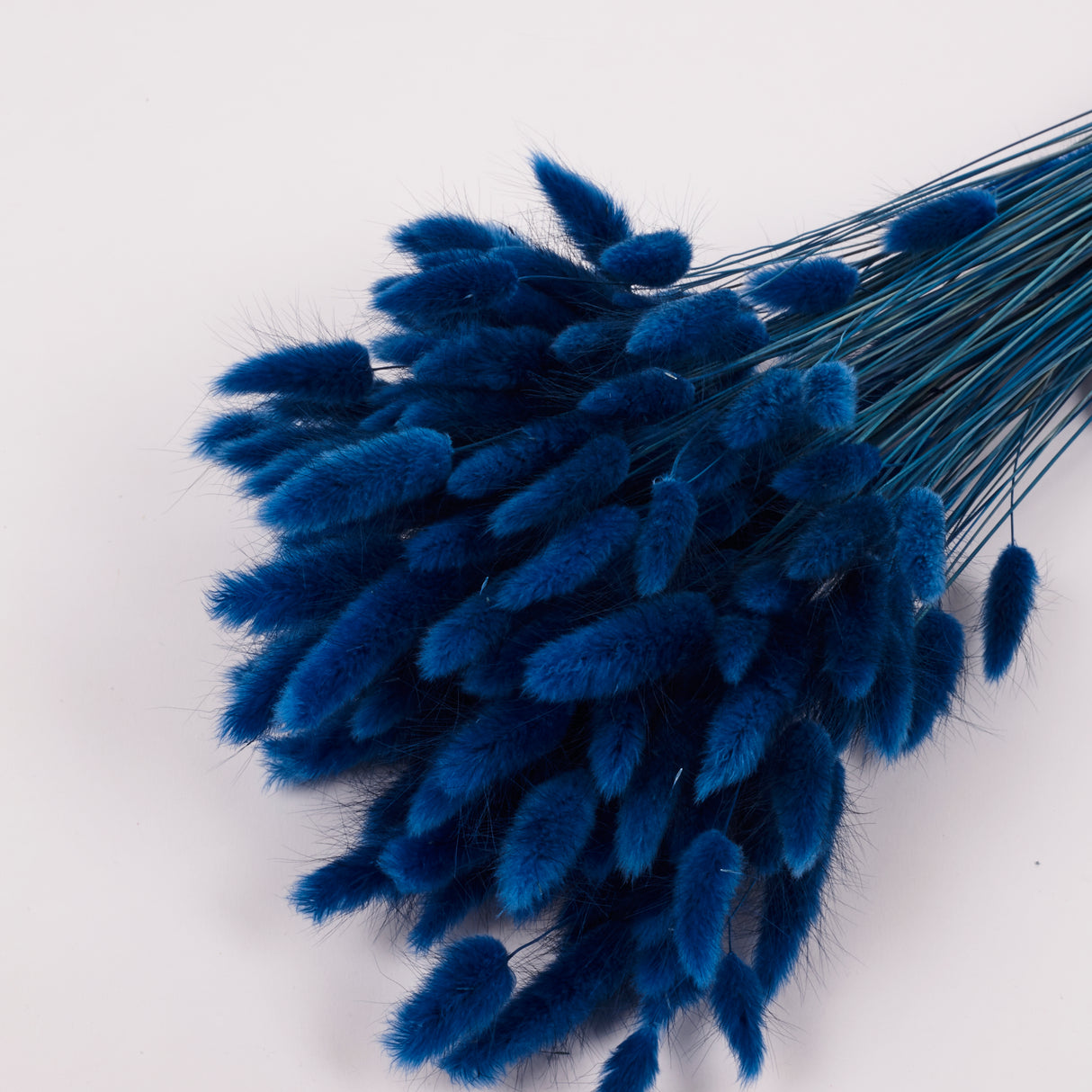 Lagurus ovatus, (Bunny Tails), Dried, Blue, 70cm