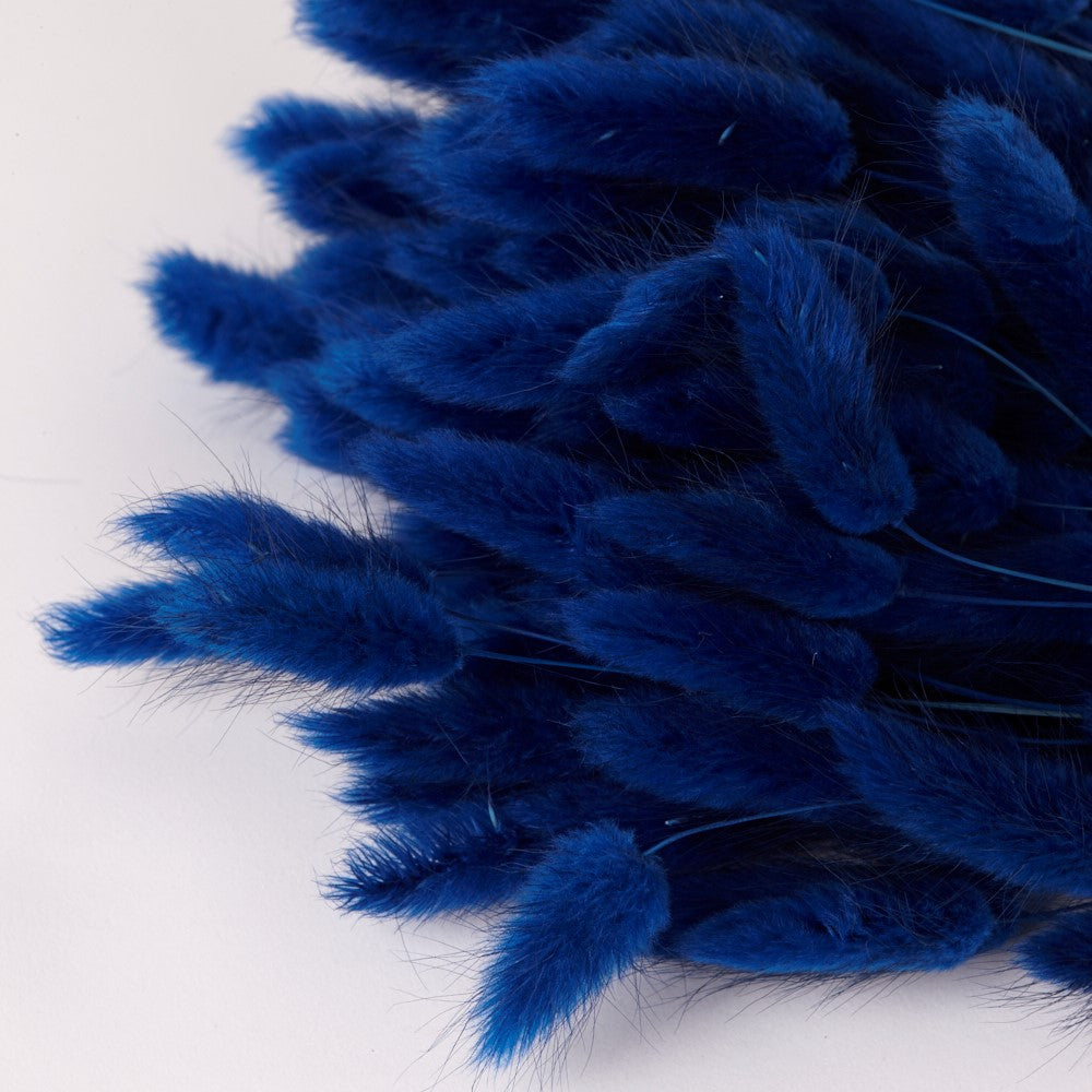 Lagurus ovatus, (Bunny Tails), Dried, Blue, 60cm
