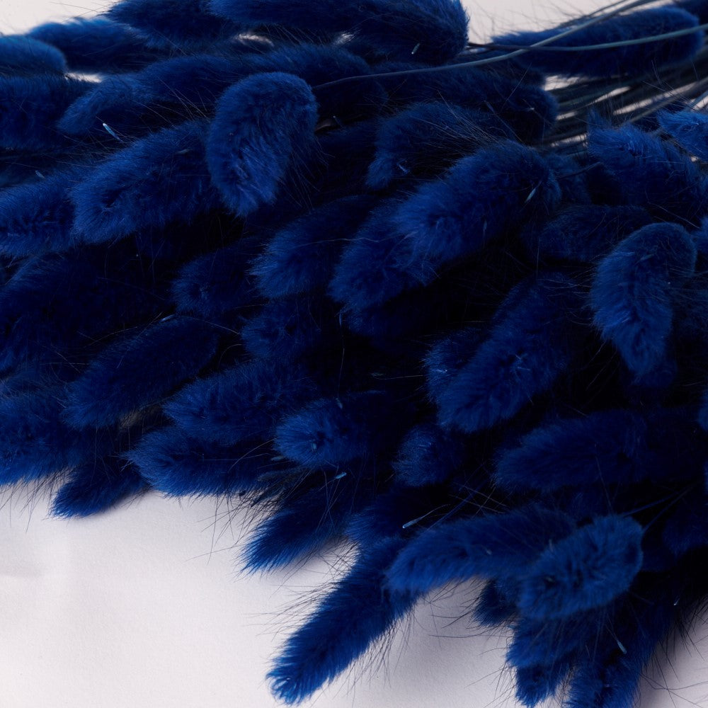 Lagurus ovatus, (Bunny Tails), Dried, Blue, 60cm