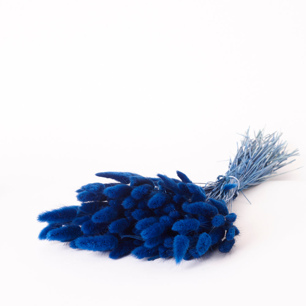 Lagurus ovatus, (Bunny Tails), Dried, Blue, 60cm