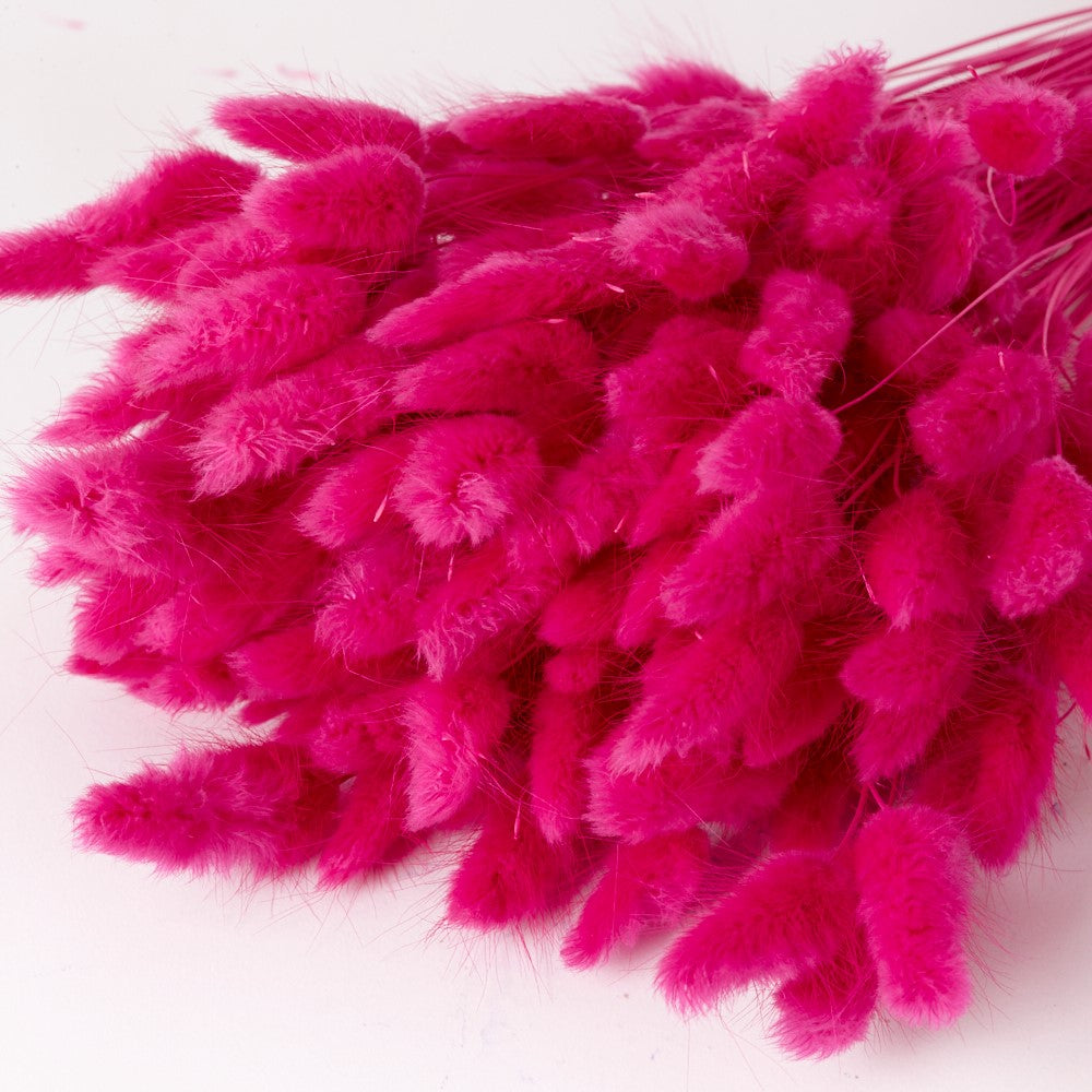 Lagurus ovatus, (Bunny Tails), Dried, Fuchsia, 60cm