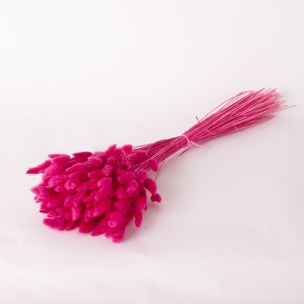Lagurus ovatus, (Bunny Tails), Dried, Fuchsia, 60cm
