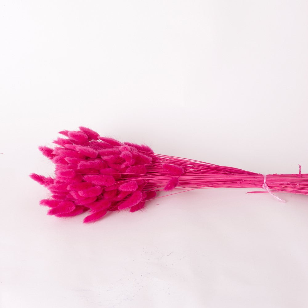 Lagurus ovatus, (Bunny Tails), Dried, Fuchsia, 60cm