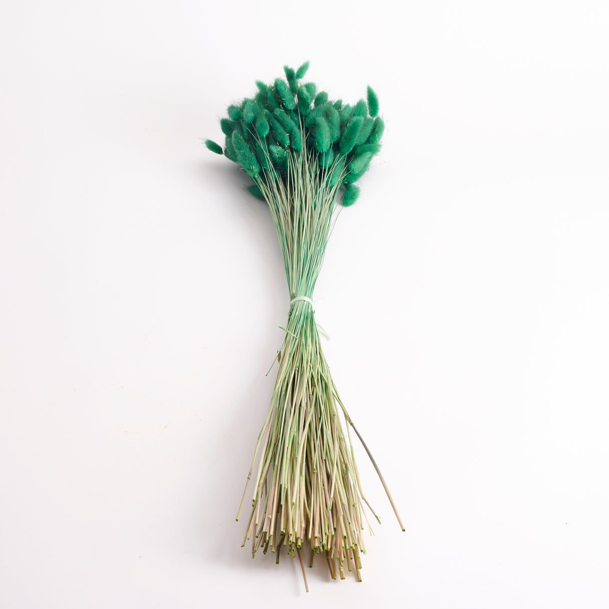 Lagurus ovatus, (Bunny Tails), Dried, Green, 60cm