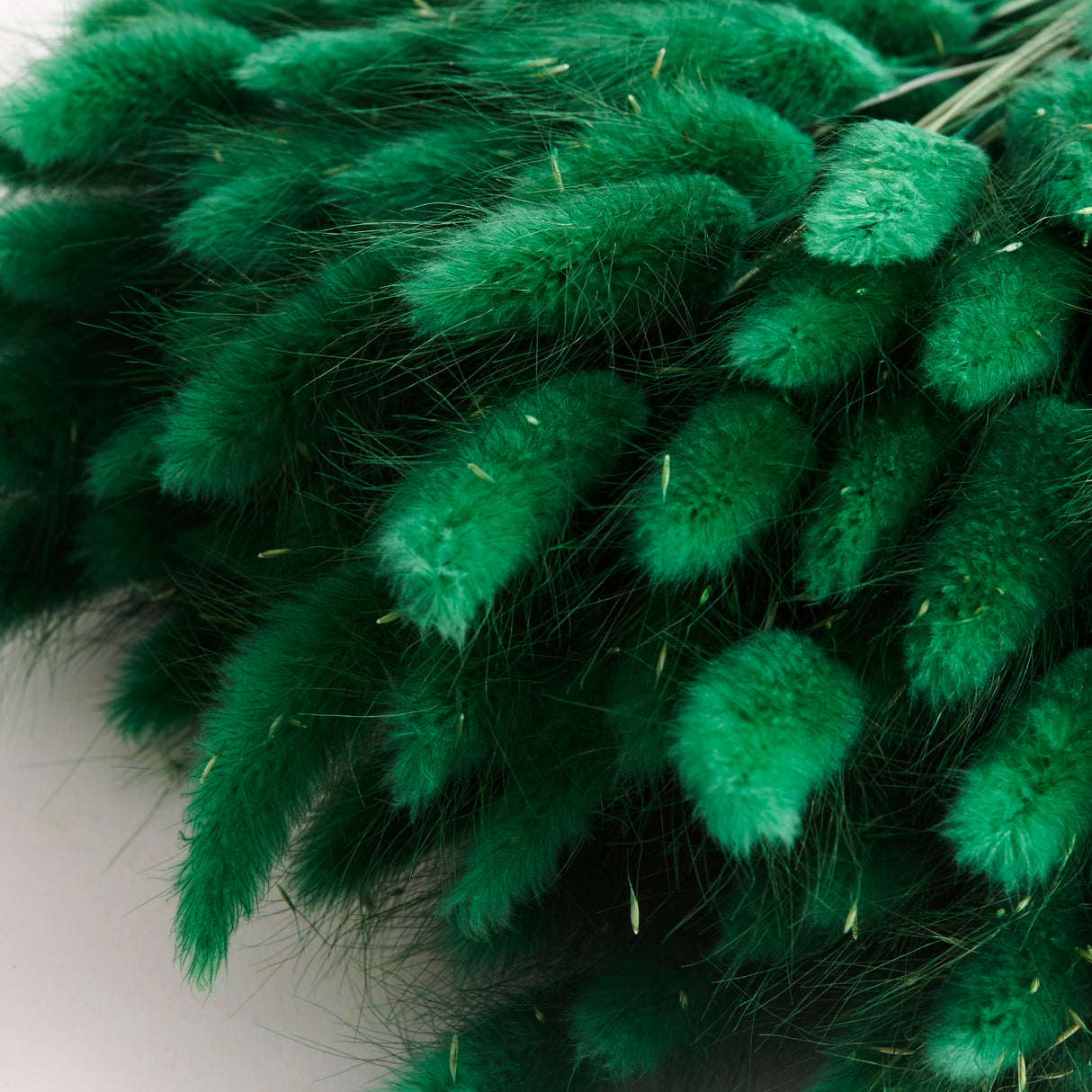Lagurus ovatus, (Bunny Tails), Dried, Green, 60cm