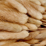 Lagurus Ovatus, (Bunny Tails), Dried, Natural, 100g