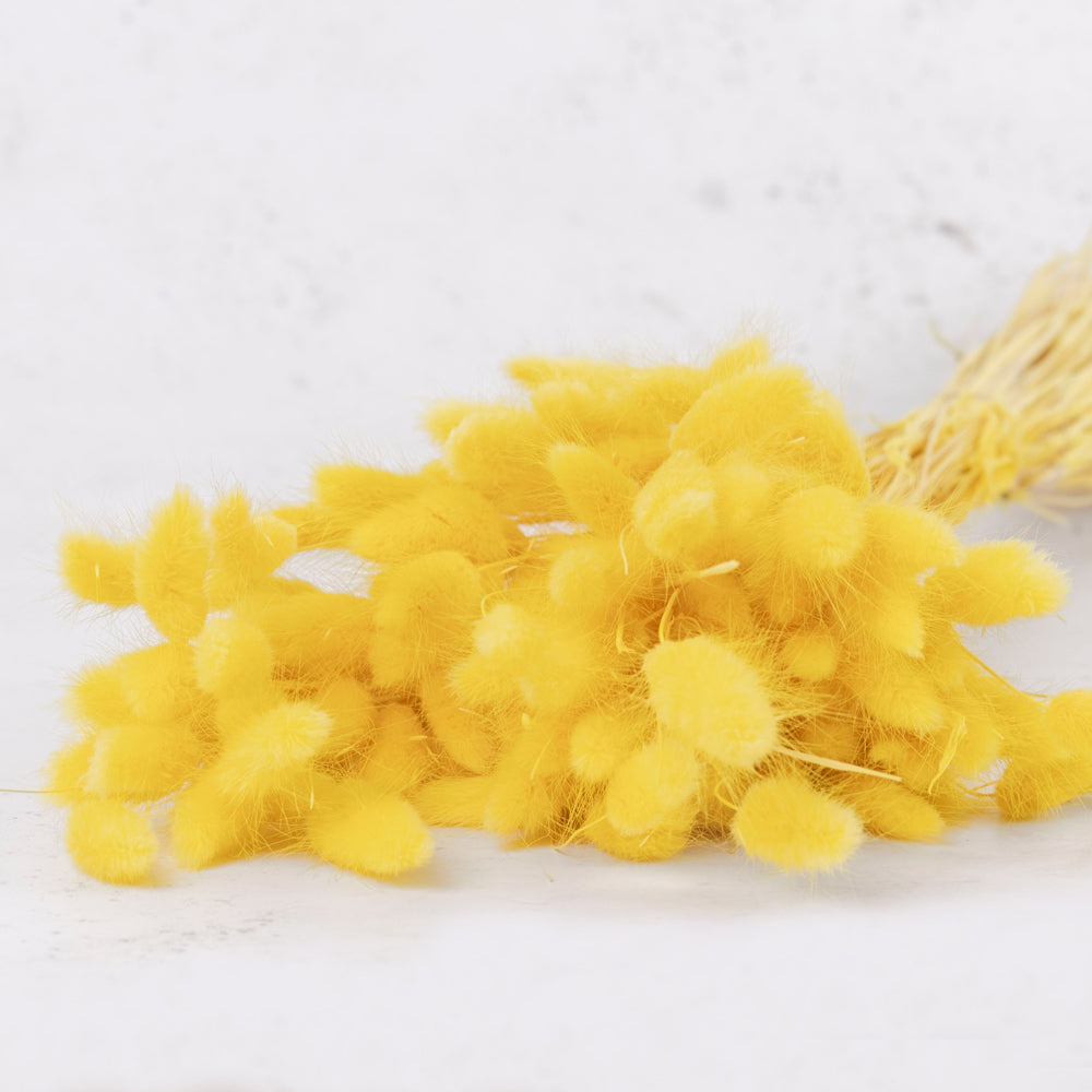 Dried Lagurus Yellow