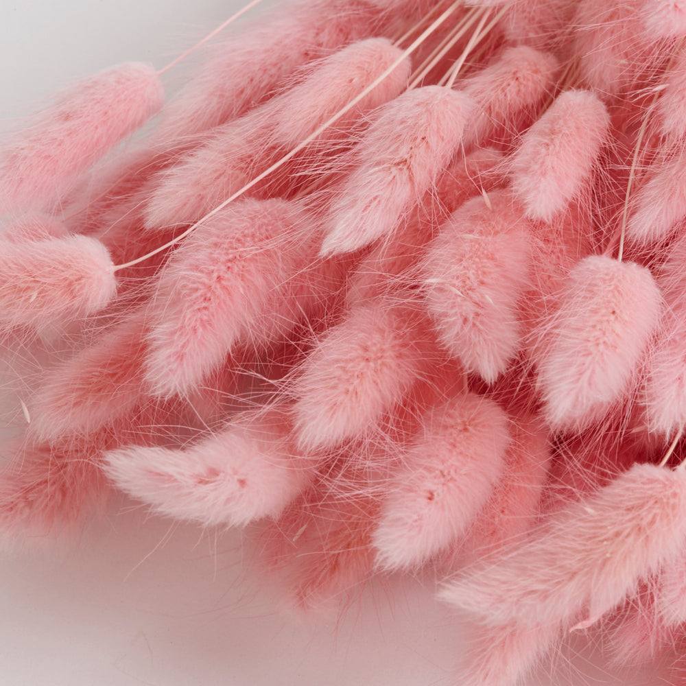 Lagurus ovatus, (Bunny Tails), Dried, Pale Pink, 100g