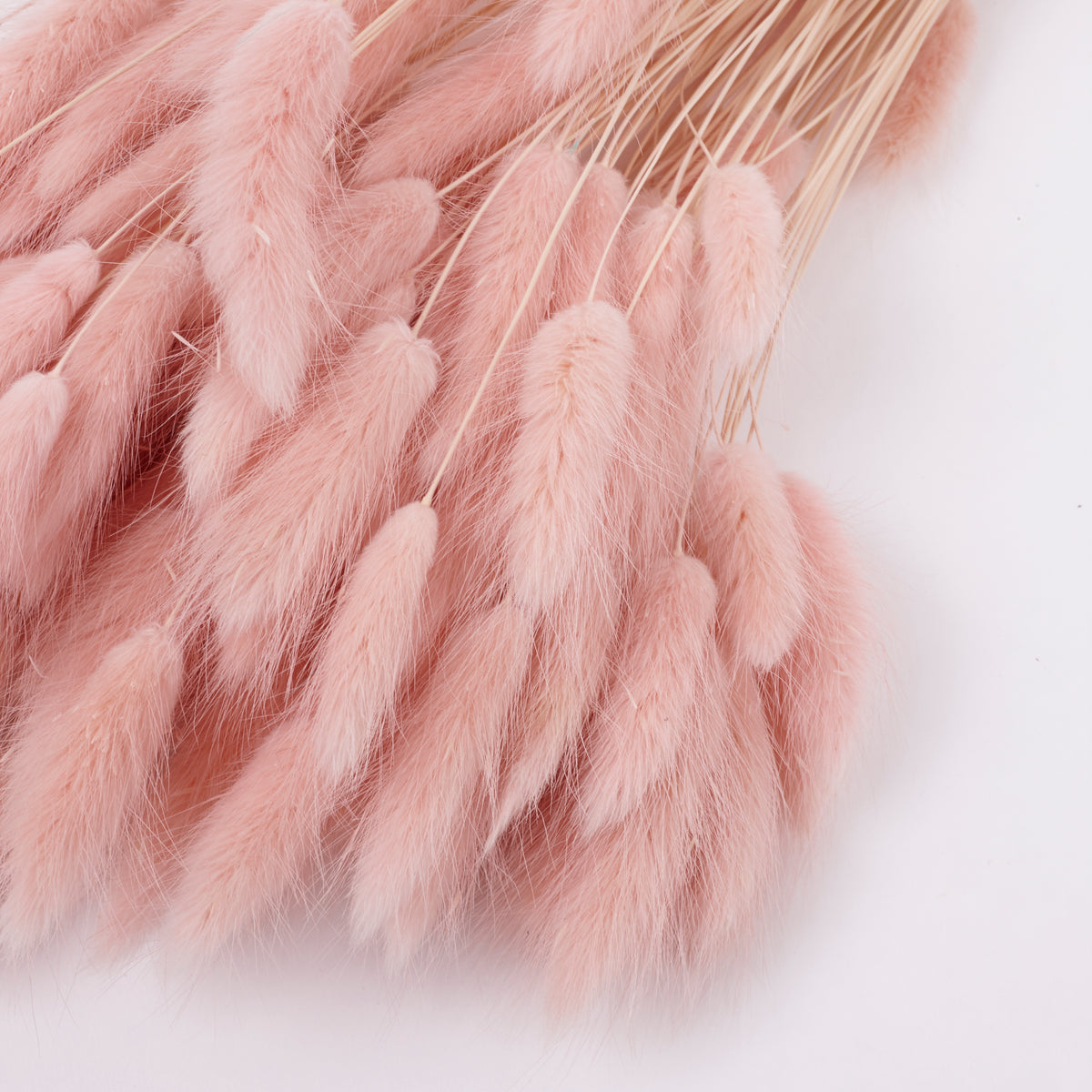 Lagurus ovatus, (Bunny Tails), Dried, Pale Pink, 100g