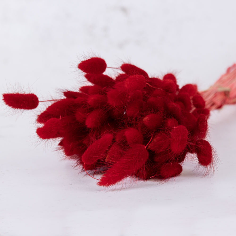 Lagurus ovatus, (Bunny Tails), Red, 100g