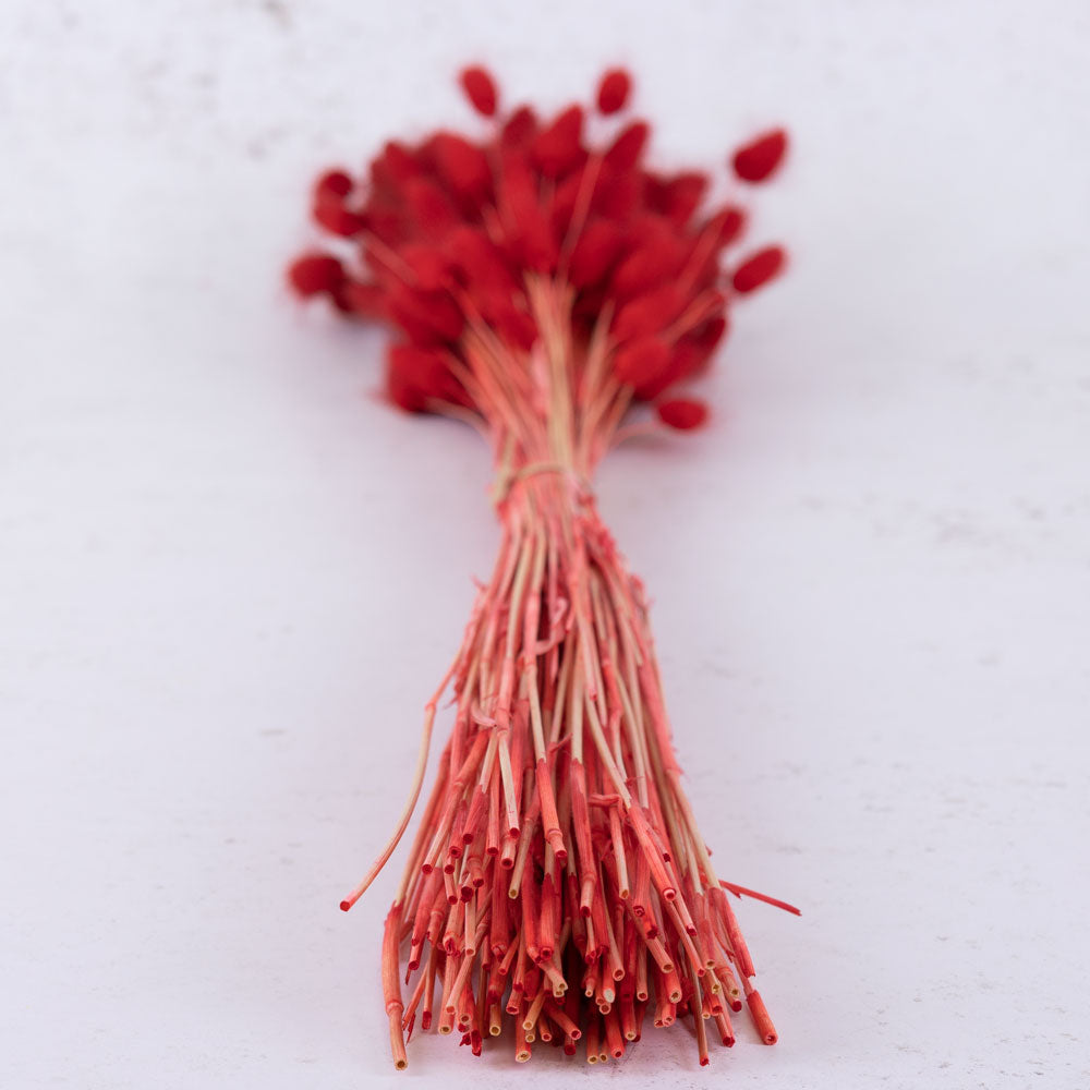 Lagurus ovatus, (Bunny Tails), Red, 100g