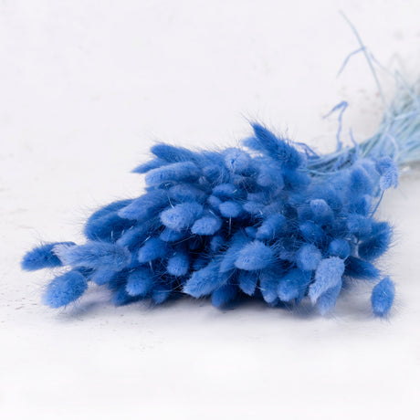 Dried Lagurus ovatus, Bunny Tails, Blue, 100g bunch