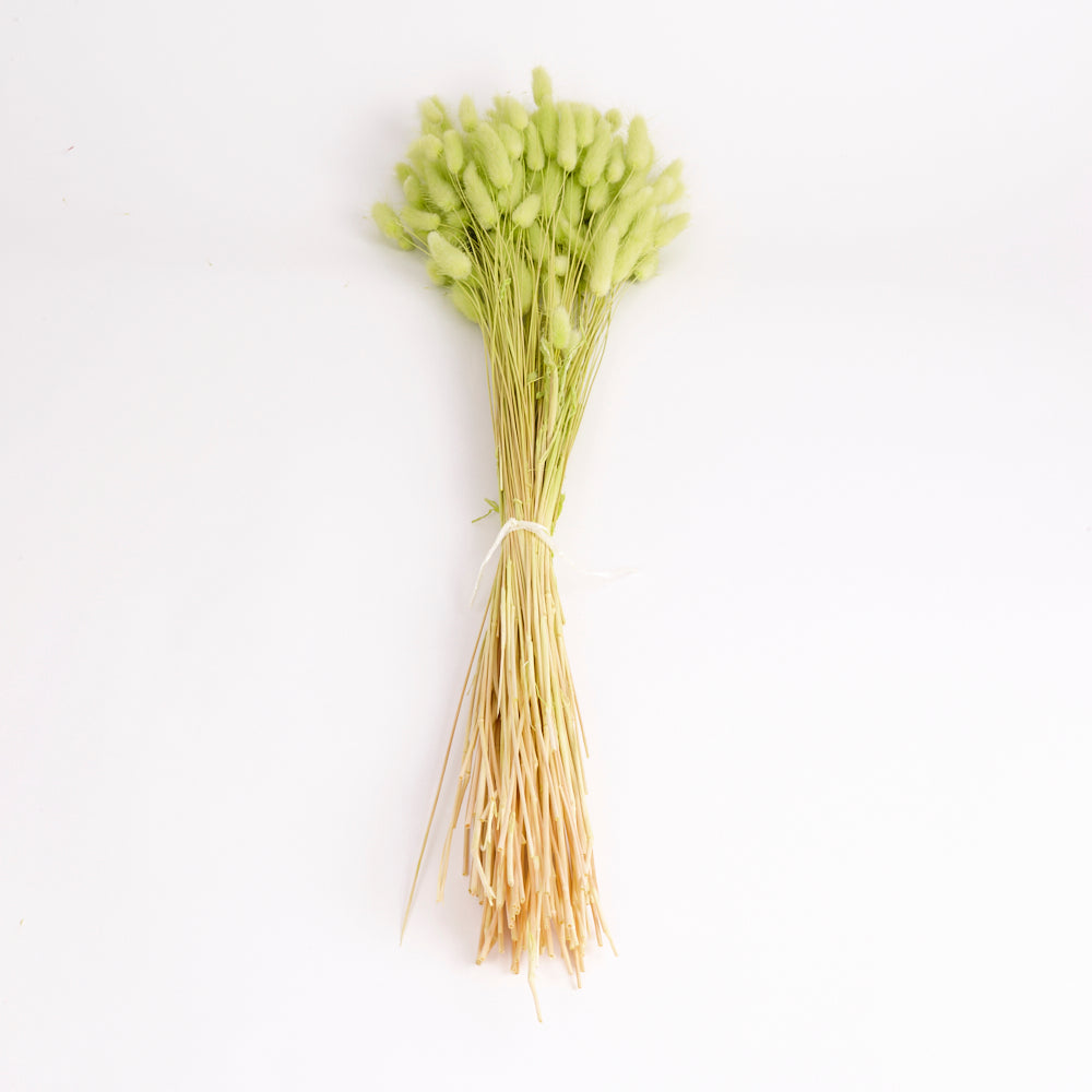 Lagurus ovatus, (Bunny Tails), Dried, Lime Green, 100g