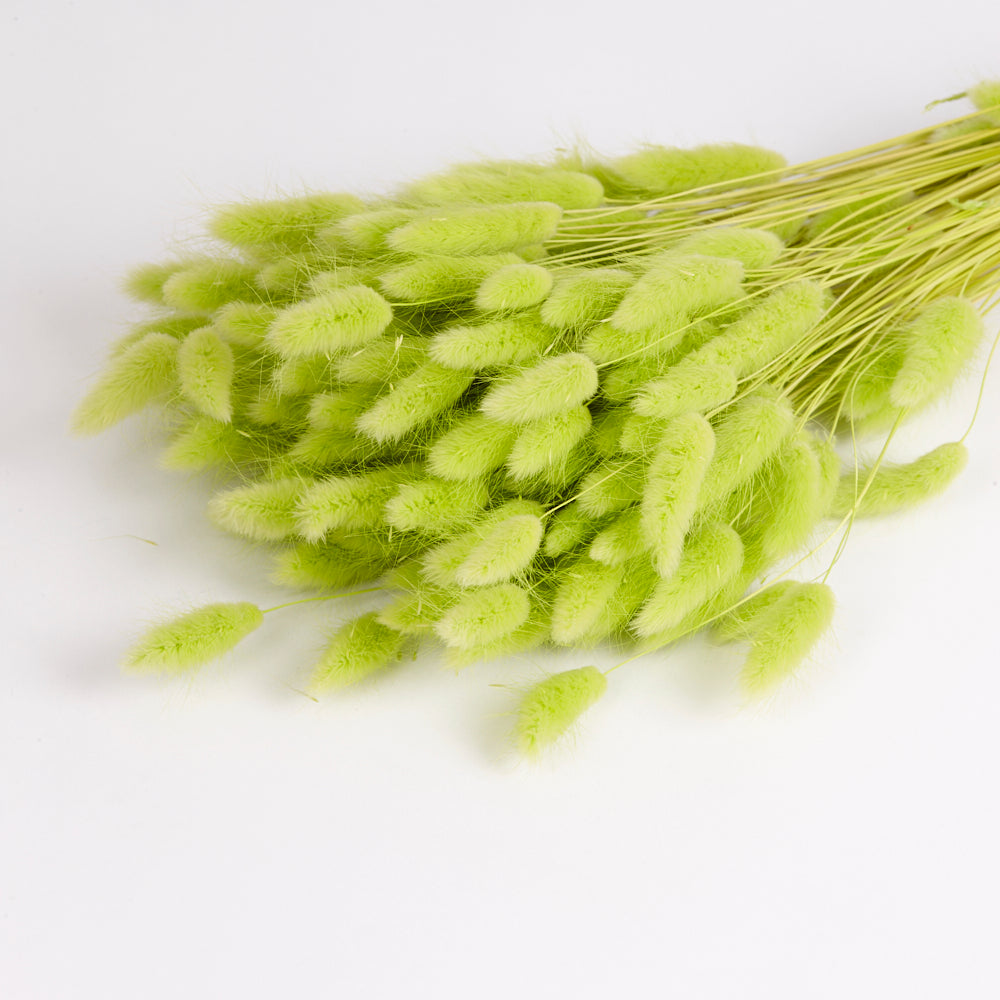 Lagurus ovatus, (Bunny Tails), Dried, Lime Green, 100g