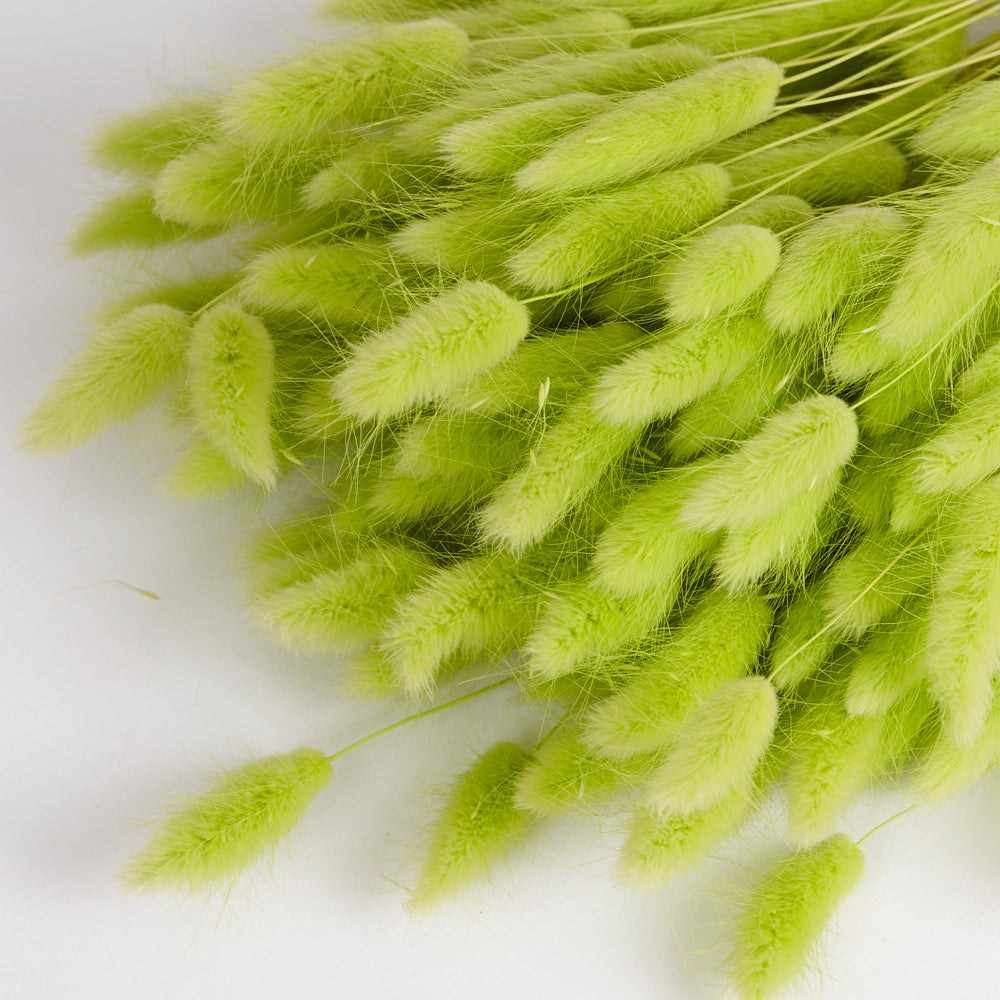 Lagurus ovatus, (Bunny Tails), Dried, Lime Green, 100g
