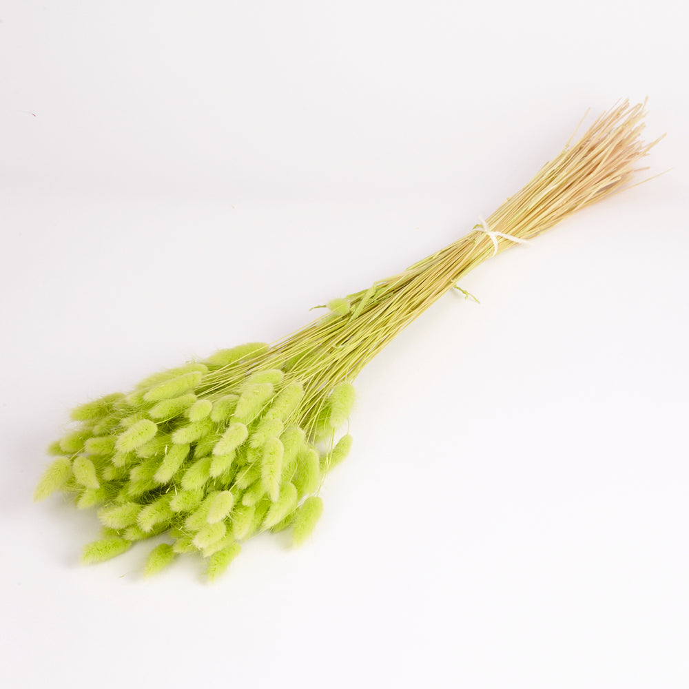 Lagurus ovatus, (Bunny Tails), Dried, Lime Green, 100g